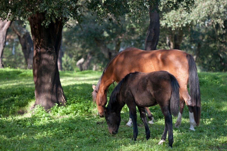 הוילה קורוצ'ה Coudelaria Vale Pau מראה חיצוני תמונה