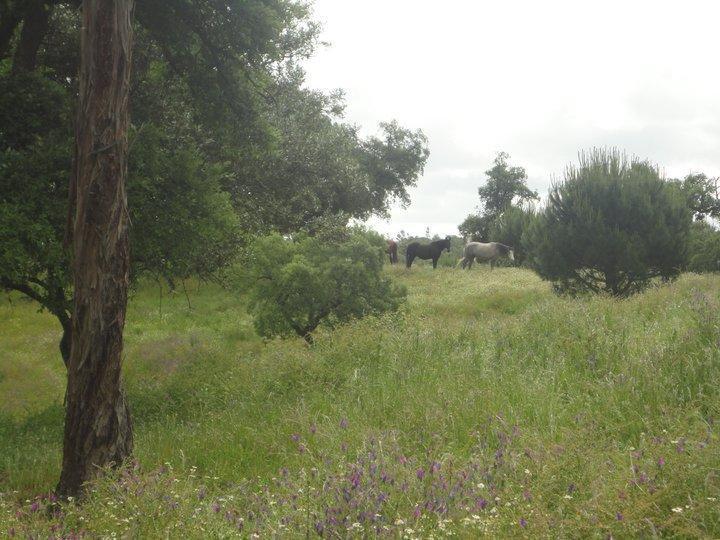 הוילה קורוצ'ה Coudelaria Vale Pau מראה חיצוני תמונה