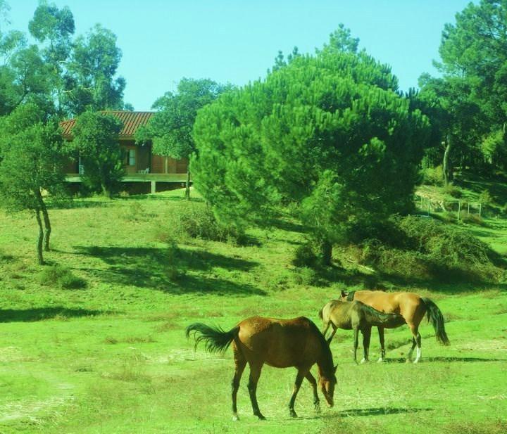 הוילה קורוצ'ה Coudelaria Vale Pau מראה חיצוני תמונה